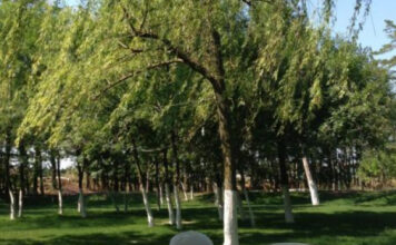 Kırklareli Çamlık Restaurant