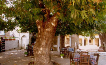 Mustafa’nın Kayfesi